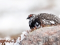 Ptarmigan Male - Julie Hall