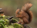 Red Squirrel Foraging in the Rain - Jenny Webster