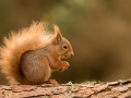 Red Squirrel - Julie Hall