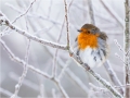 Robin in Winter - Julie Hall