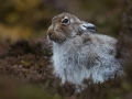 Mountain Hare - Jenny Webster