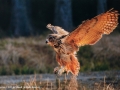 Eagle-Owl-in-the-evening-sun-by-Jez-Shimell