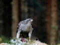 Goshawk-on-a-Kill-by-Jez-Shimell