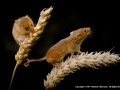 Harvesting-Together-by-Michael-McIlvaney