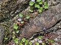 Ivy-Leaved-Speedwell-by-David-Jellie