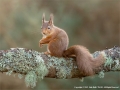 Red-Squirrel-on-Lichen-by-Julie-Hall