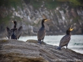 Restless-Cormorants-by-Michael-McIlvaney