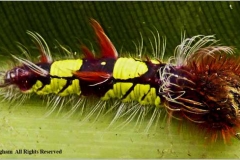 Blue-Morph-Caterpillar-by-Sheila-Billingham