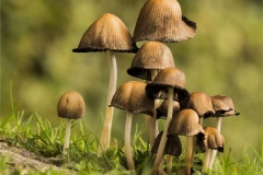 Capped-Mushrooms-by-Rebekah-Nash