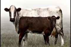 Couple-of-Cows-by-Jan-Harris