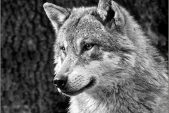 European-Wolf-by-Jenny-Webster