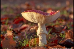 Fly-Agaric-by-Jan-Harris