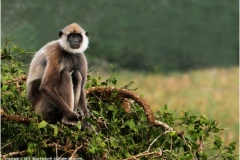 Grey-Langur-by-Alan-Fackrell