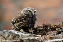 Little-Owl-by-David-Ward