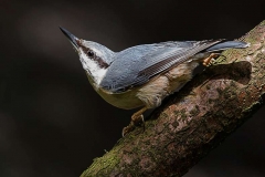 Nuthatch-by-Rebekah-Nash