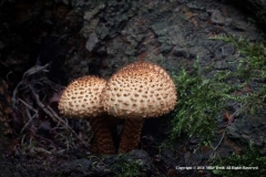 Pholiota-Squarrosa-by-Mike-Troth