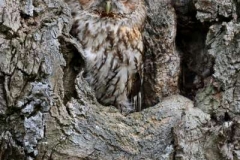 Tawny-Owl-in-Tree-by-David-Ward
