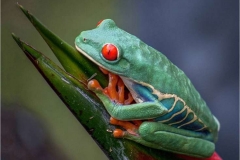 Tree-Frog-by-Roger-Tyler