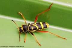 WASP-BEETLE-Clytus-Arietis-by-John-Dignum