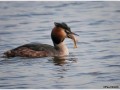 Grebe-Podiceps-Cristatus-With-Catch-2