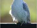 Gyr-Falcon-Falco-rusticolus-In-The-Mist-2