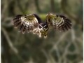 Spectacled-Owl-Pulsatrixperpicillata-Hunting-2