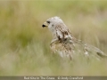 Novice_Andy-Crawford_Red-Kite-In-The-Grass_1_First