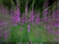 Novice_Daphne-Day_Foxglove-Frenzy_1_Commended