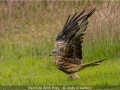 Novice_Andy-Crawford_Red-Kite-With-Prey_1_First