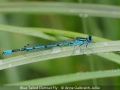 Novice_Anne-Galbraith-Jellie_Blue-Tailed-Damsel-Fly_1_Third