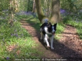Novice_Charlotte-Mathews_Moss-In-The-Bluebells_1_Highly-Commended