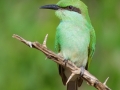 Novice_Ian-Bowes_Green-Bee-Eater_1_Highly-Commended
