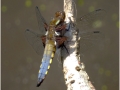 Novice_Sheila-Billingham_Broad-Bodied-Dragonfly_1_Commended