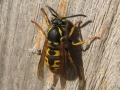 Novice_Steve-Williams_Wasp-Chewing-Wood-And-Nest-Building_1_Second