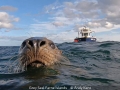 Open_Andy-Kent_Grey-Seal-Farne-Islands_1_Third