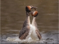 Open_Rebekah-Nash_Great-Crested-Grebes-Courtship-Dance_1_First