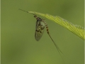 Open_Rebekah-Nash_Mayfly-Sheltering_1_Second