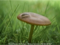 Open_Sue-Vernon_Woodlouse-On-Fungi_1_Commended