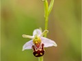 Bee-Orchid