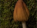 Brown-Bell-Mushroom