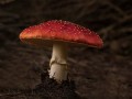 Fly-Agaric