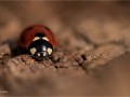 Ladybird