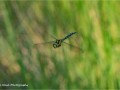 Migrant-hawker-in-Flight