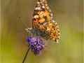 Painted-Lady-Butterfly