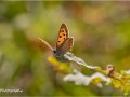 Small-Copper-Butterfly