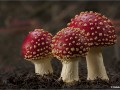 Trio-of-Fly-Agaric