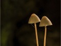 parasol-mushrooms