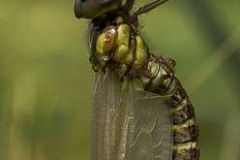 Emerging-Dragon-Fly-cr