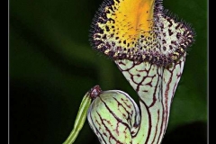 Furry-Flower-cr