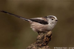 Long-Tail-Tit-cr